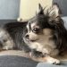 犬のヘルニアにかかる治療費は？症状や治療方法もあわせて解説！