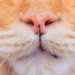 【獣医師監修】猫の鼻が黒い！その原因や考えられる病気、対処方法や予防について