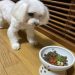 【獣医師監修】犬がご飯を食べないのは「わがまま」が理由？ご飯を食べない理由と対策について解説！