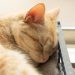 【獣医師監修】猫がうつ病になることはあるの？原因や症状、改善方法について詳しく解説