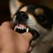 【老犬が噛む】理由を把握して飼い主さんができること6選！