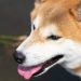 【老犬が水を吐く！】考えられる原因と対処方法
