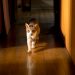 老猫がふらつく！ふらつきを大きく2種類にわけて、代表的な原因をご紹介
