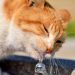 【獣医師監修】老猫が水をよく飲むときは注意!病気のサインかも?