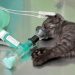 【医師監修】猫の呼吸が早いときなどに考えられる原因と動物病院を受診するときの注意点は?