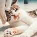 老猫の介護!寝たきりになっても快適に過ごすコツ